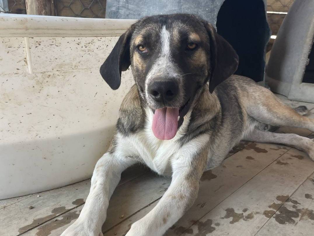 Adotta un cane, maschio, 3 anni  e 6 mesi , Crotone
