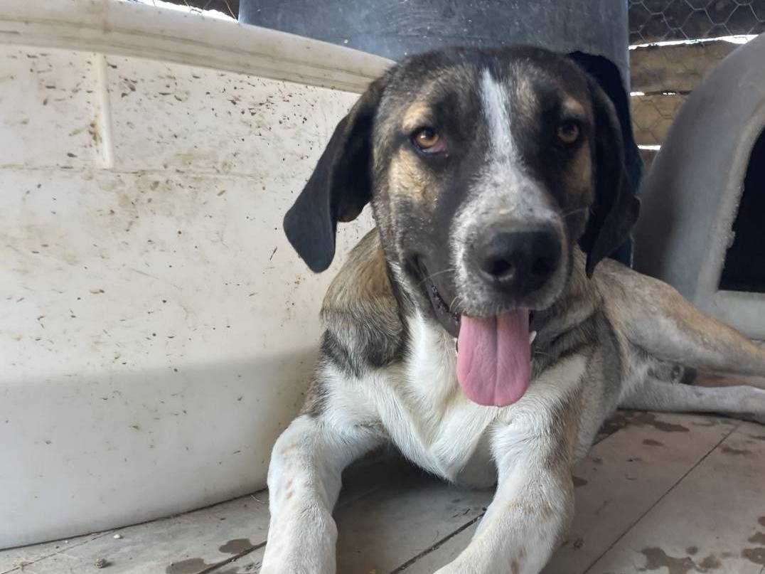 Adotta un cane, taglia media, maschio, Crotone