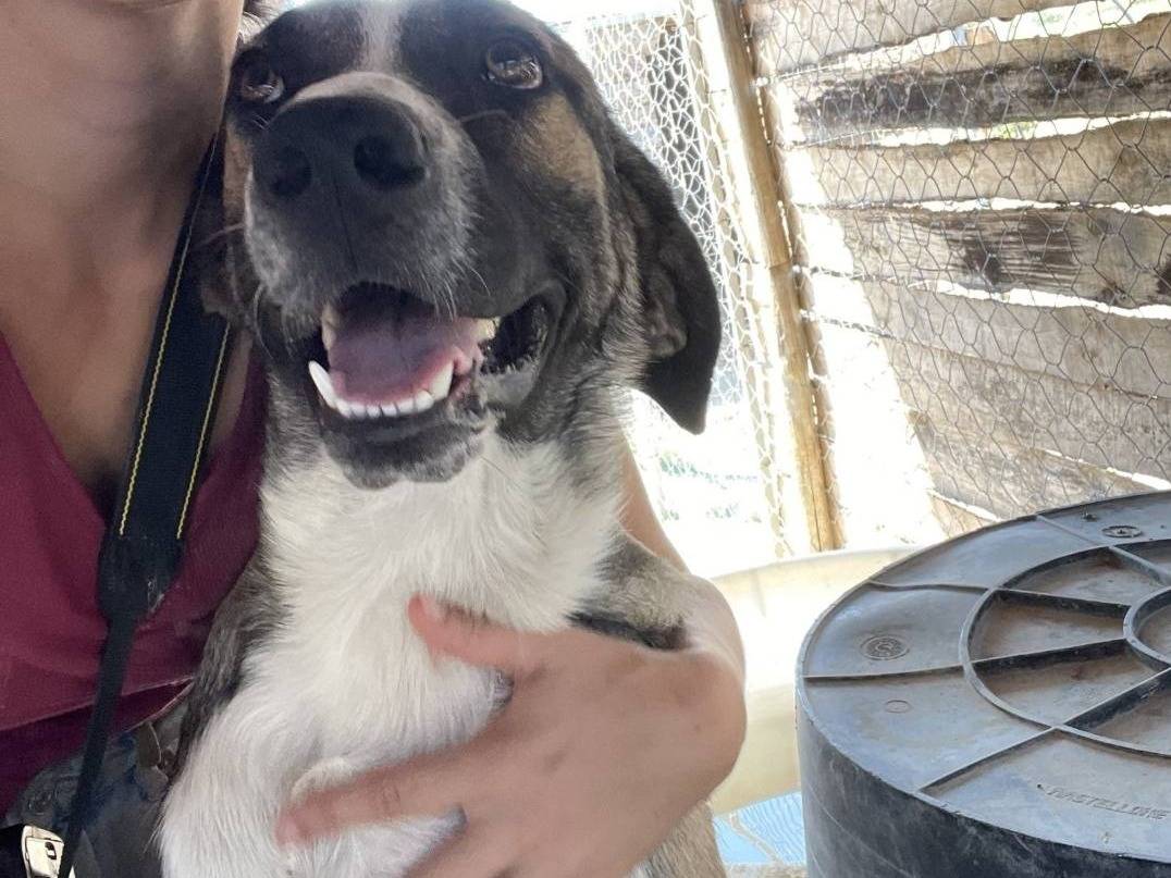 Vuoi adottare un cane a Crotone?
