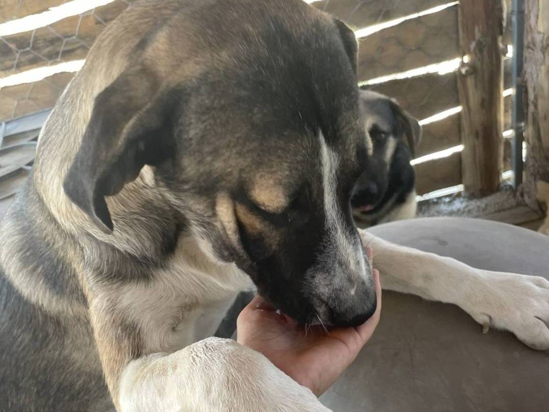 Adotta il cane grey a Crotone