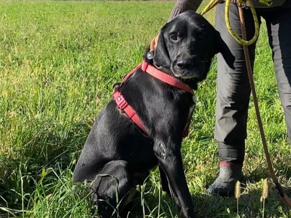 Adozione cane, maschio, Labrador Retriever Razza sconosciuta, 5 anni  e 3 mesi , taglia grande, Torino