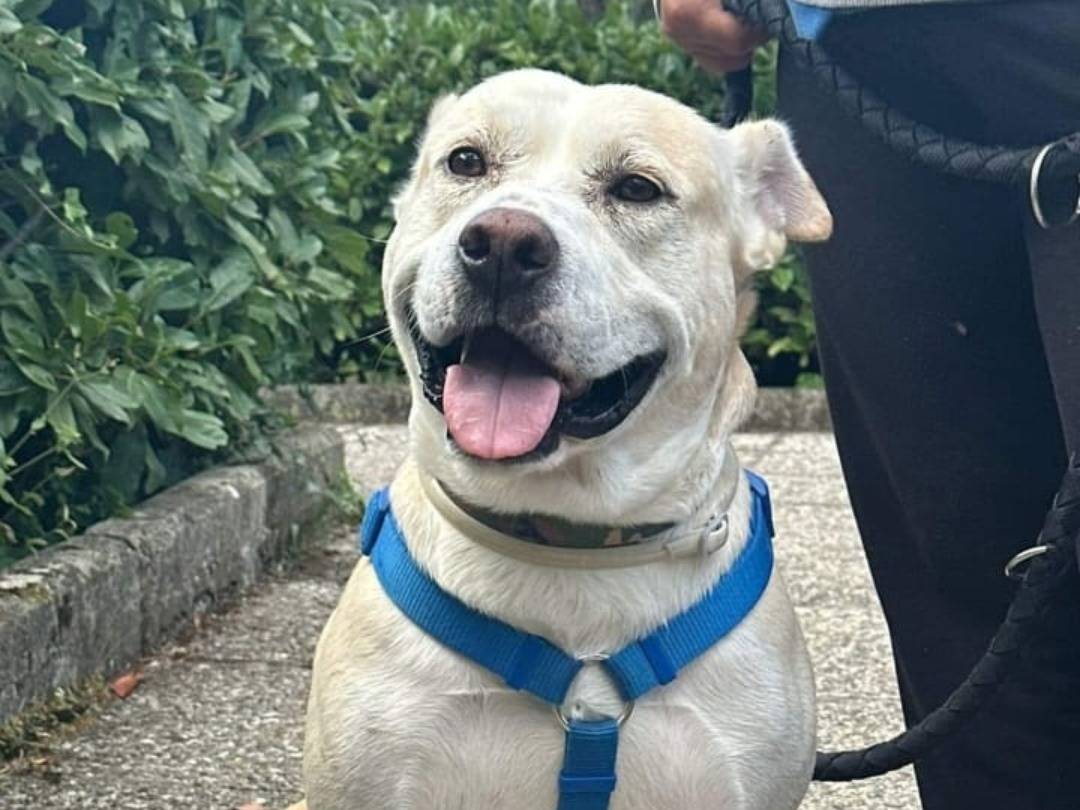Adotta il cane Dante a Napoli