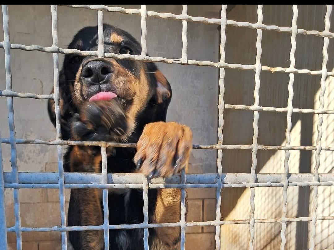 Foto dell'animale