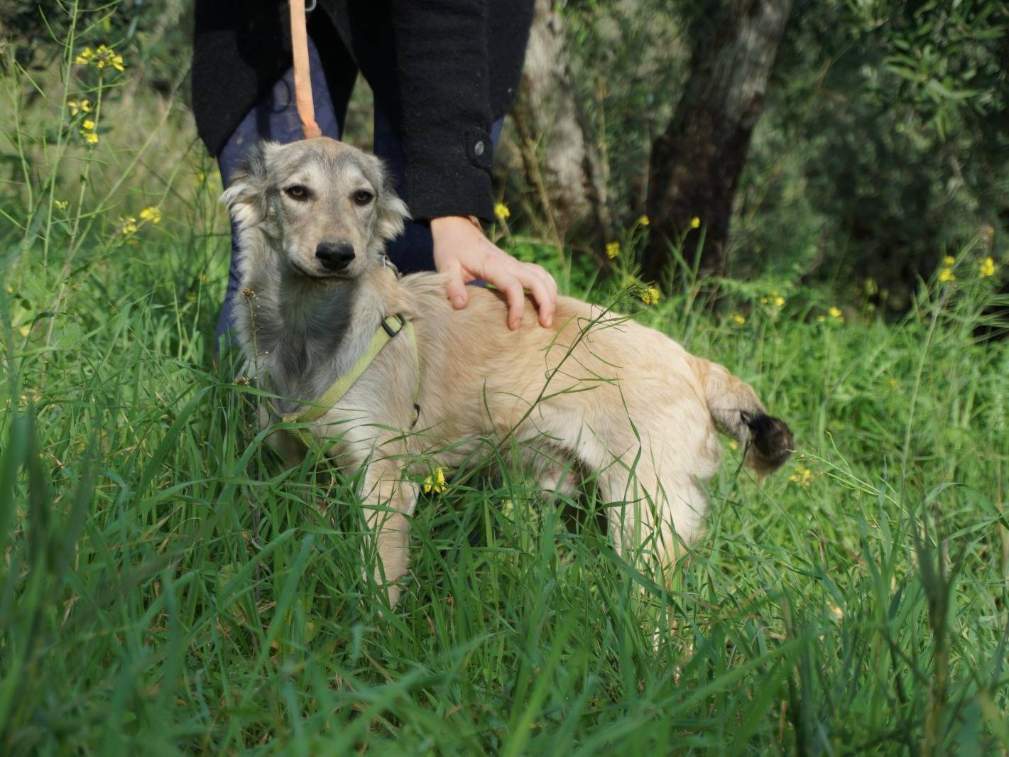Adotta un cane, maschio, 11 mesi, Trapani