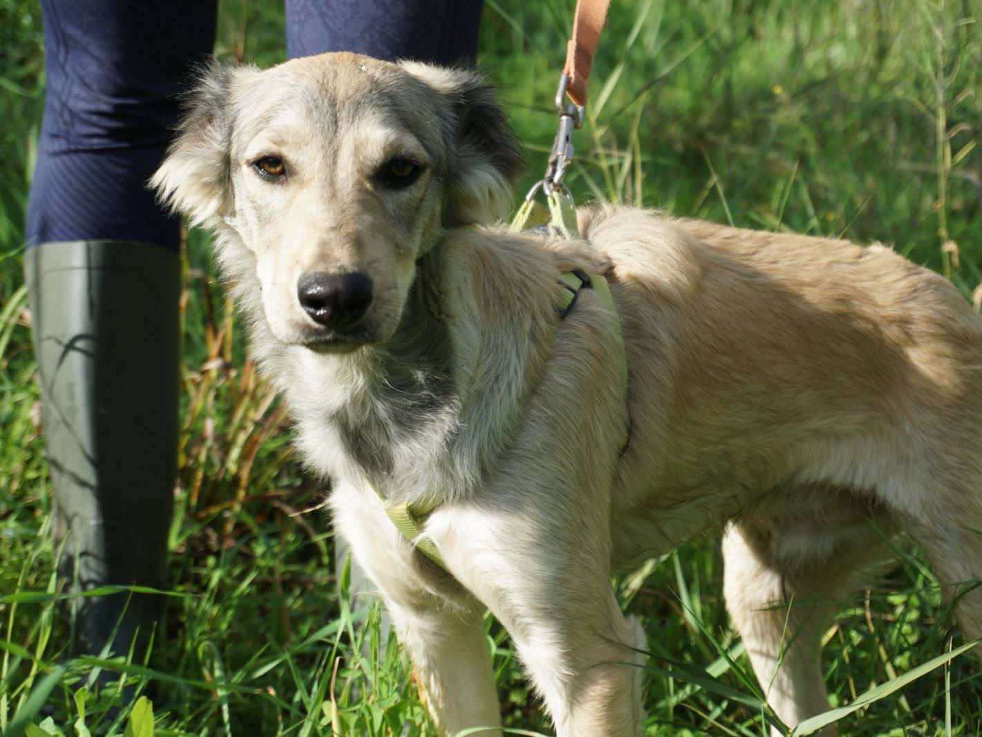 Adotta un cane, taglia media contenuta, maschio, Trapani