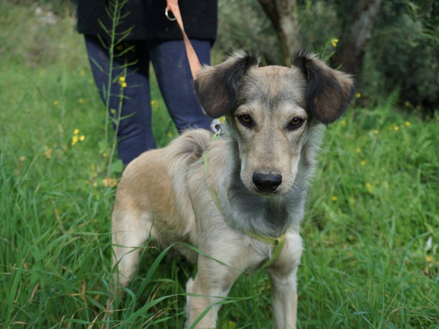 Vuoi adottare un cane a Trapani?