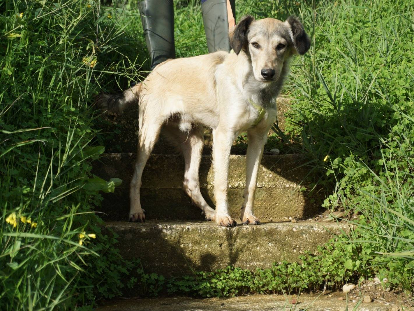 Adotta il cane Pulce a Trapani