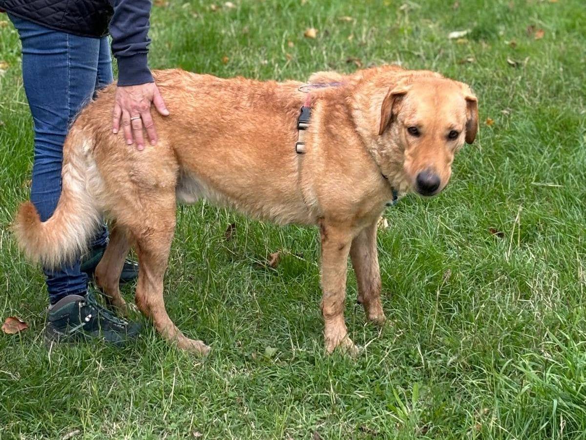 Foto dell'animale
