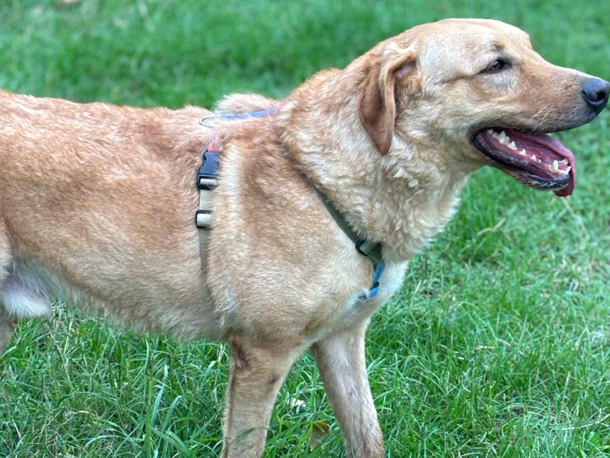 Adotta un cane, maschio, 3 anni  e 2 mesi , Modena