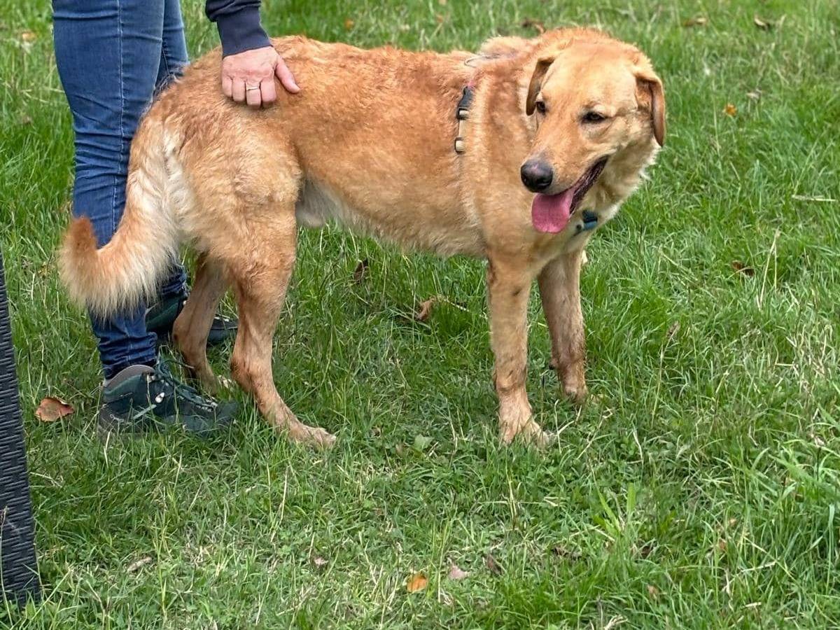 Vuoi adottare un cane a Modena?