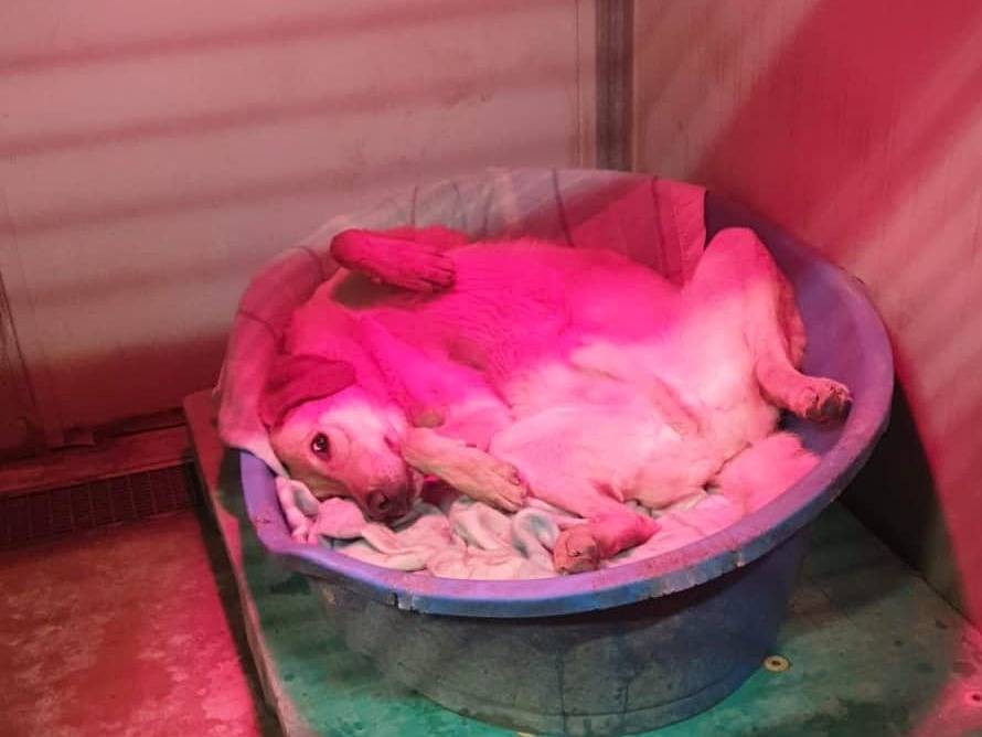 Foto 3 dell'animale