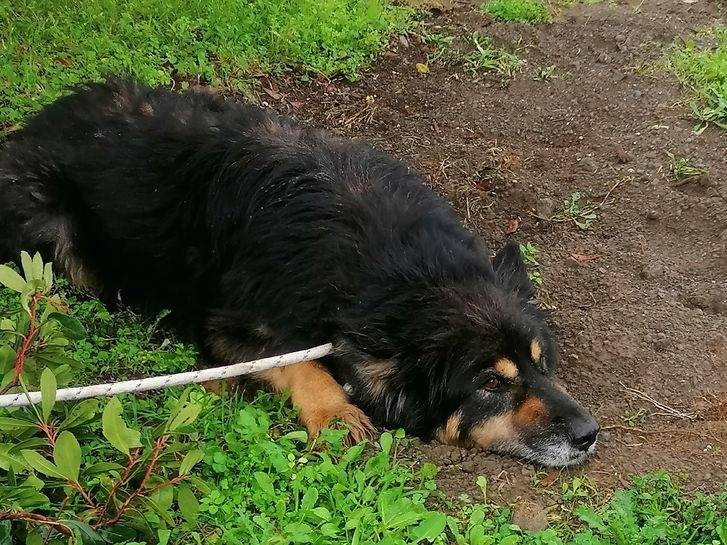 Vuoi adottare un cane a Latina?
