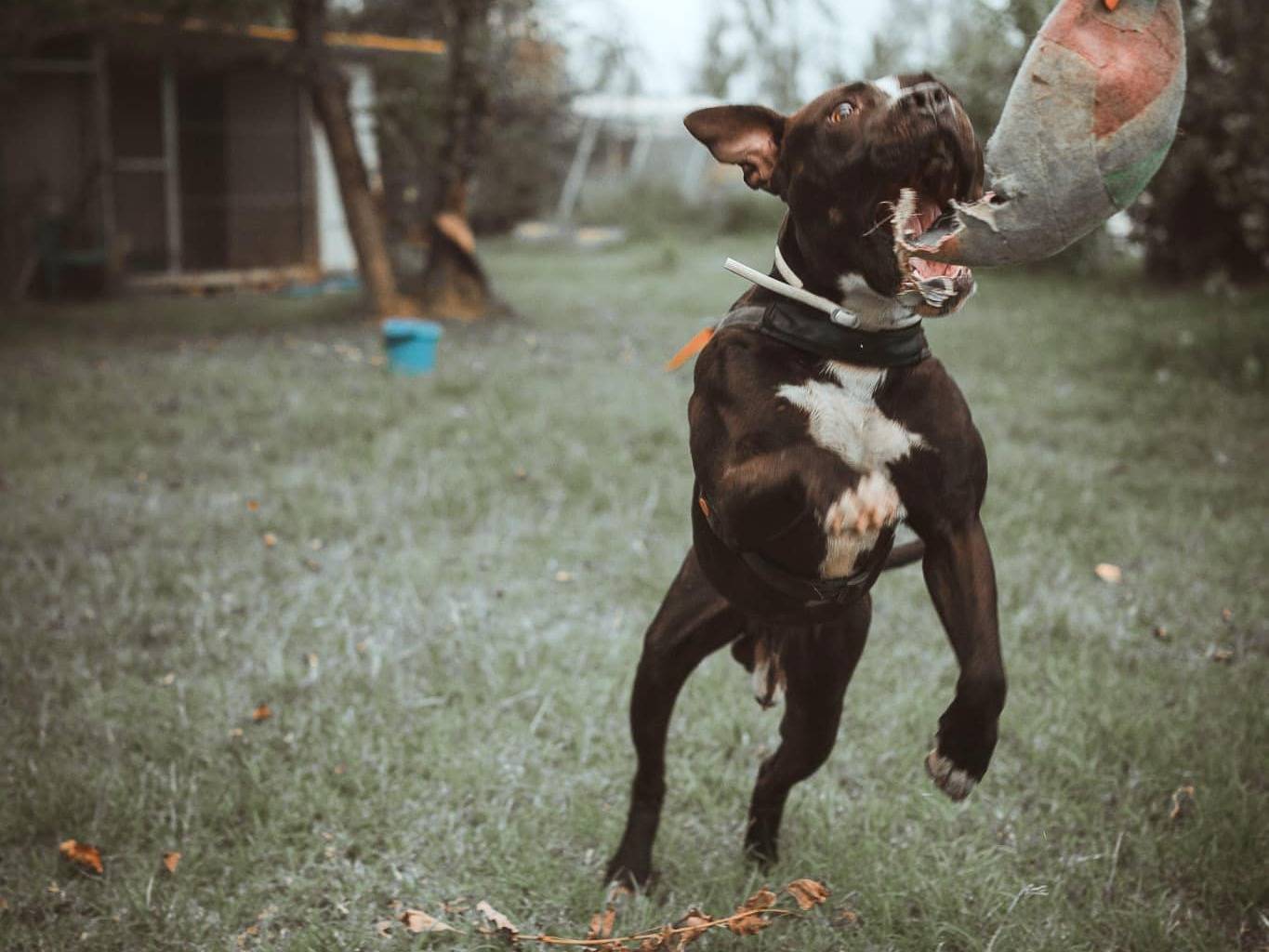 Adotta il cane ACHILLE a Modena