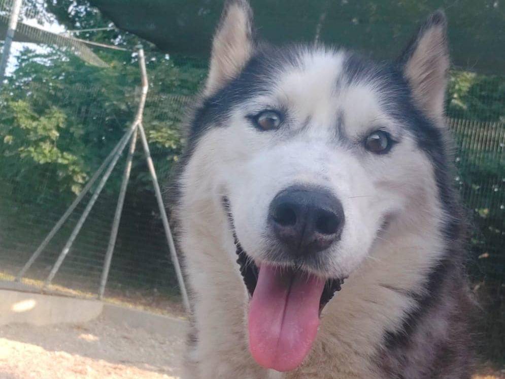 Adotta un cane, maschio, 7 anni  e 6 mesi , Modena