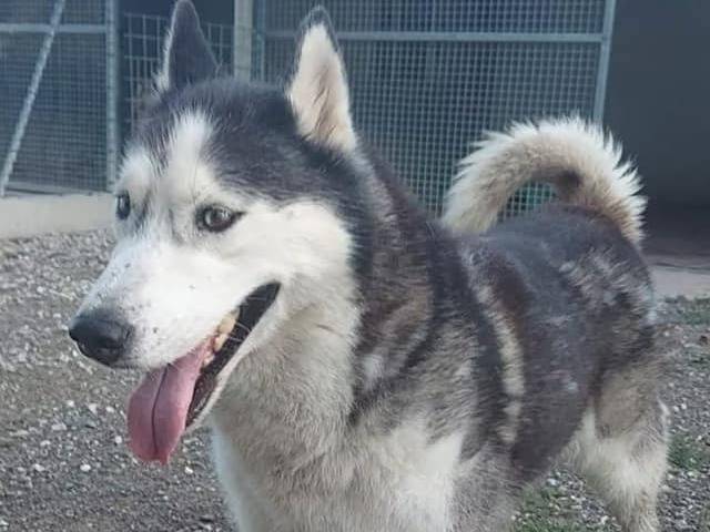 Adotta il cane BLACK a Modena