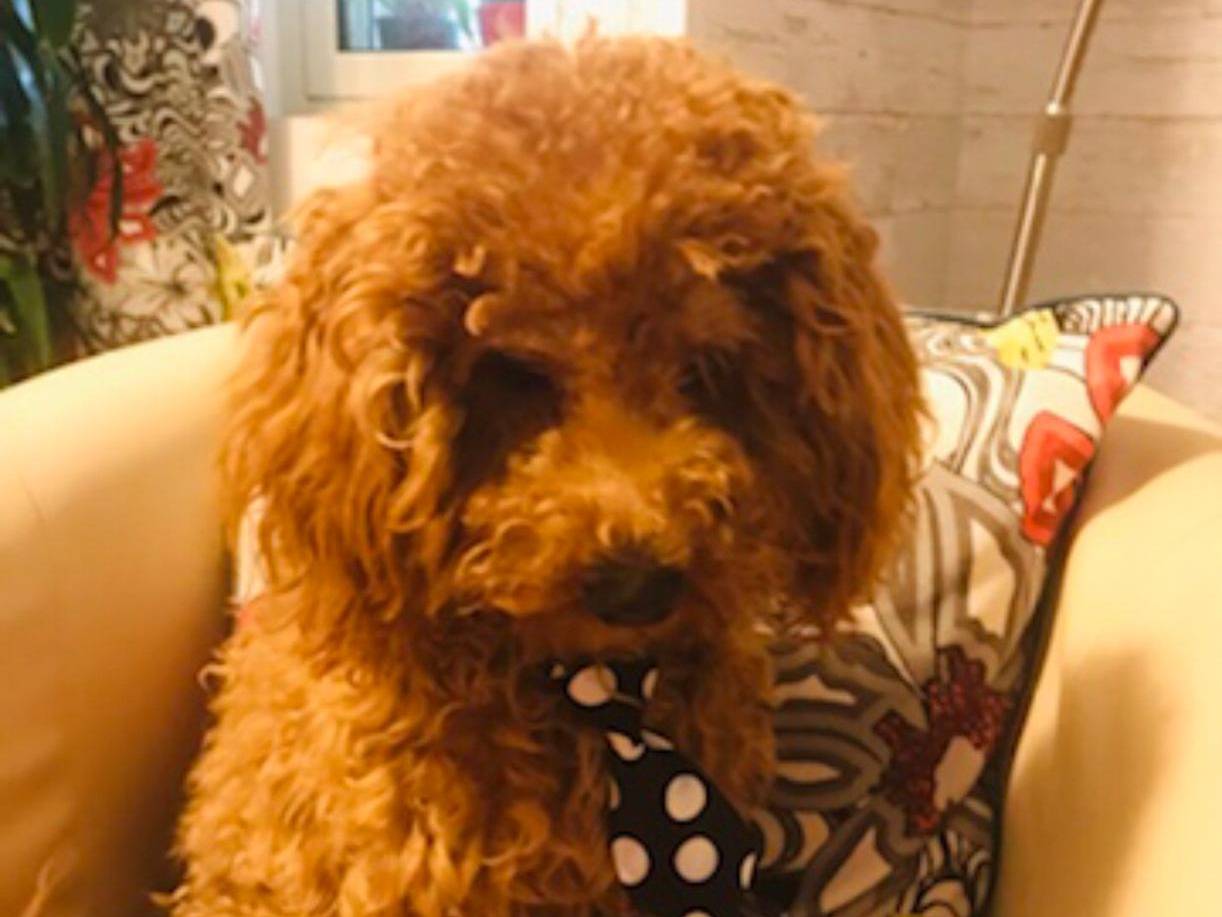 Adozione cane, maschio, Barbone Razza sconosciuta, 4 anni, taglia piccola, Cosenza