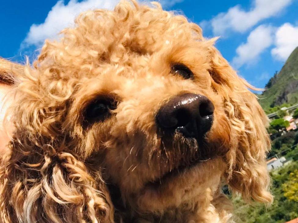 Adotta un cane, maschio, 4 anni, Cosenza