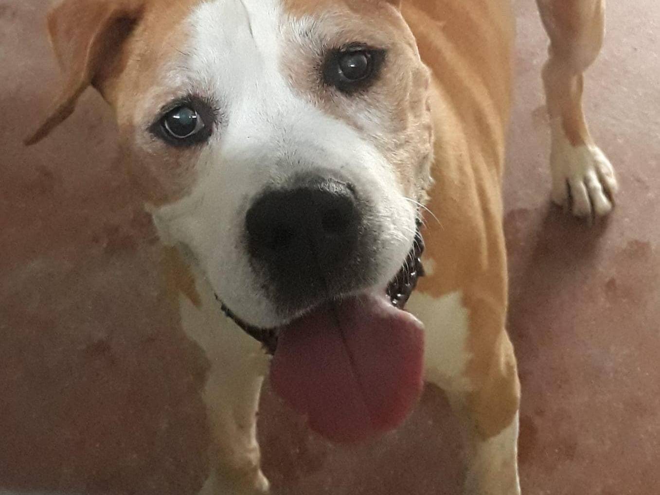 Adotta un cane, maschio, 13 anni  e 5 mesi , Modena