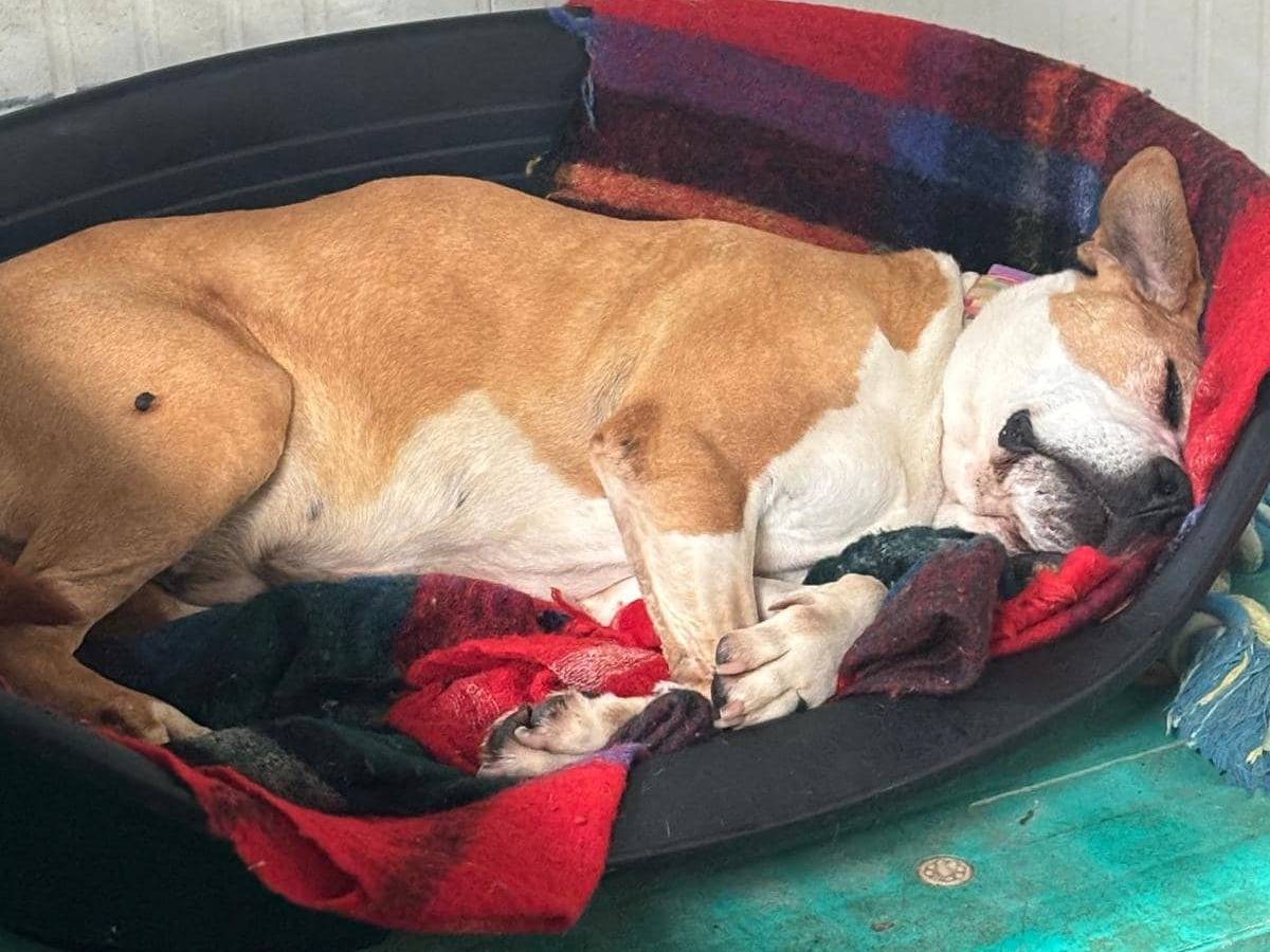 Adotta un cane, taglia media, maschio, Modena