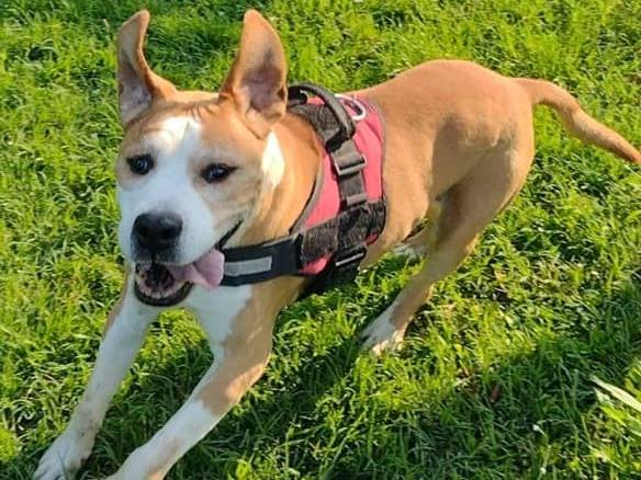 Vuoi adottare un cane a Modena?