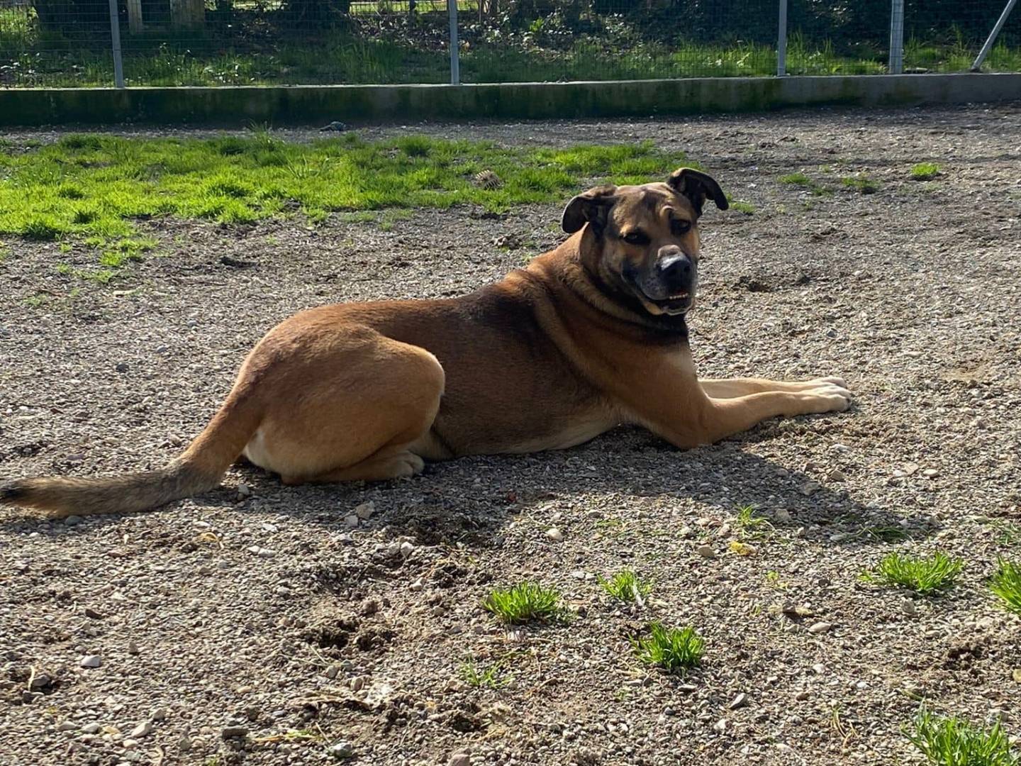 Adotta un cane, taglia gigante, maschio, Modena