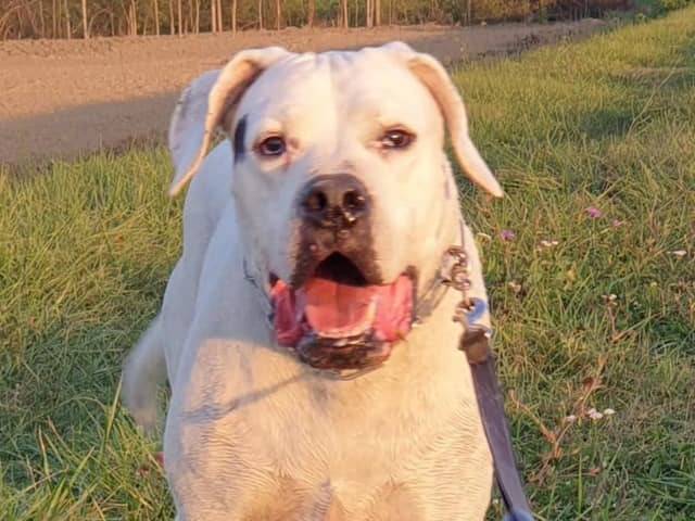 Adotta un cane, maschio, 11 anni  e 6 mesi , Modena