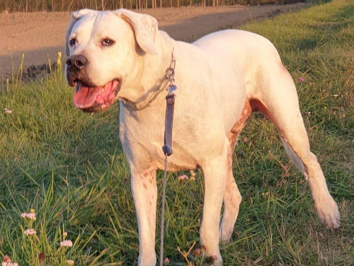 Adotta un cane, taglia grande, maschio, Modena