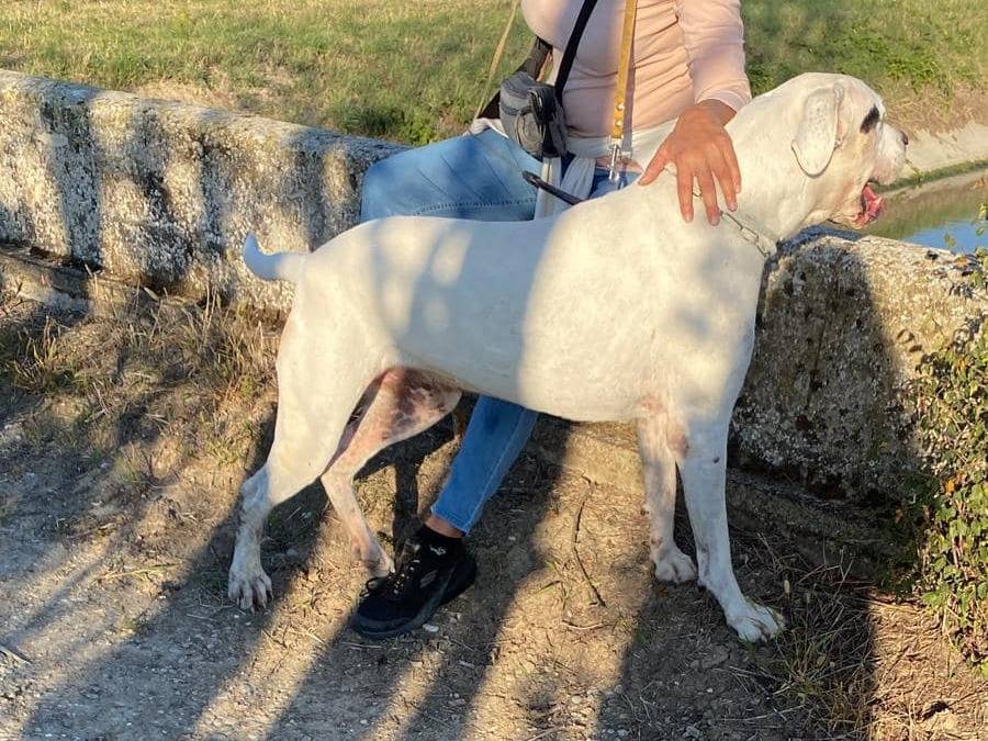 Vuoi adottare un cane a Modena?