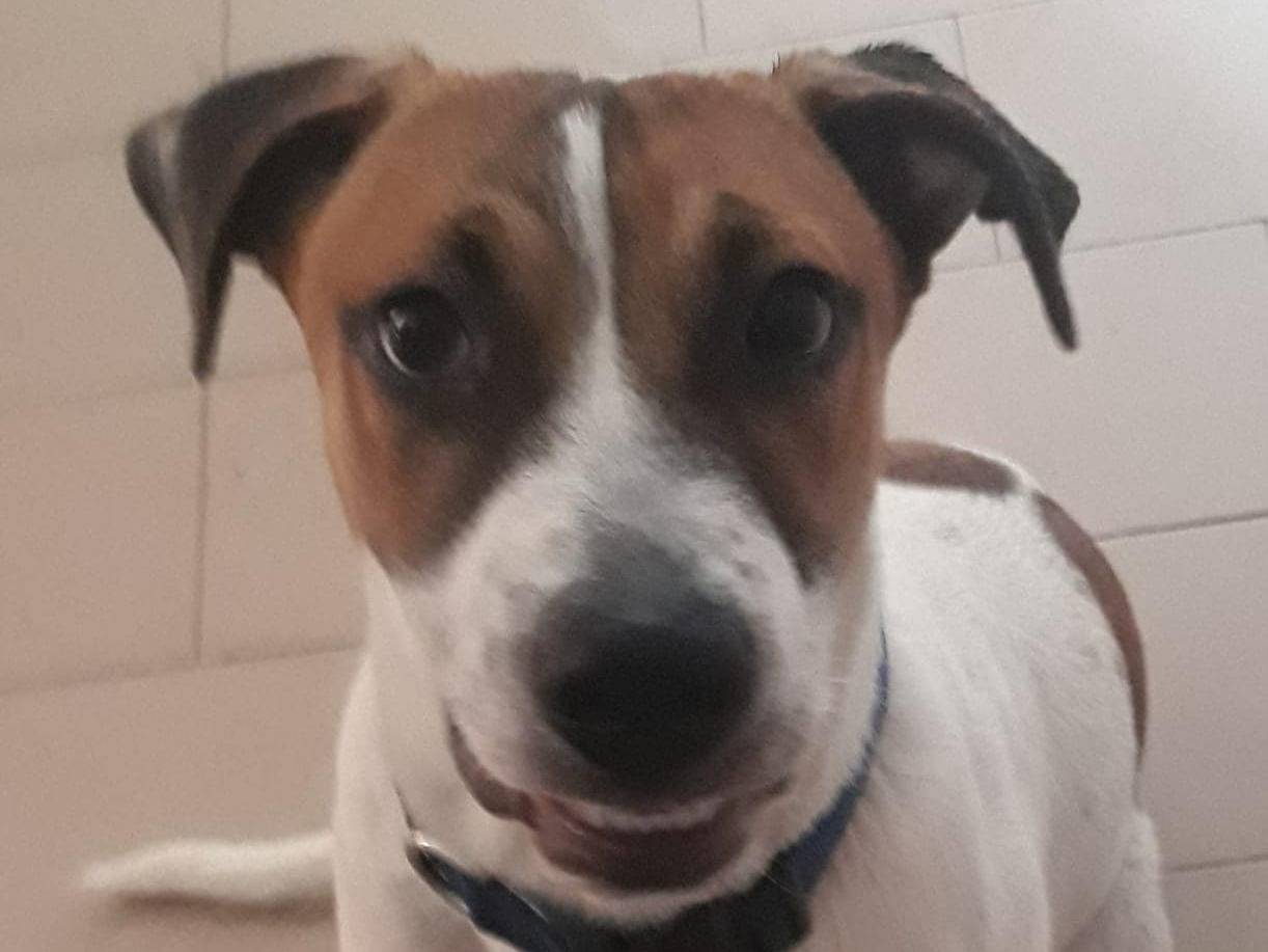 Adozione cane, maschio, Razza sconosciuta Razza sconosciuta, 9 mesi, taglia media, Modena