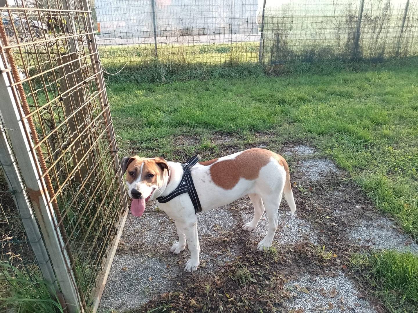 Adotta un cane, maschio, 9 mesi, Modena