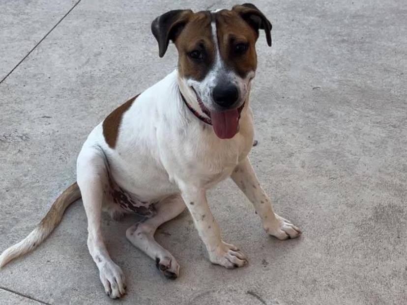 Adotta un cane, taglia media, maschio, Modena