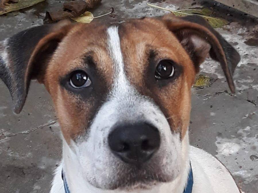Vuoi adottare un cane a Modena?