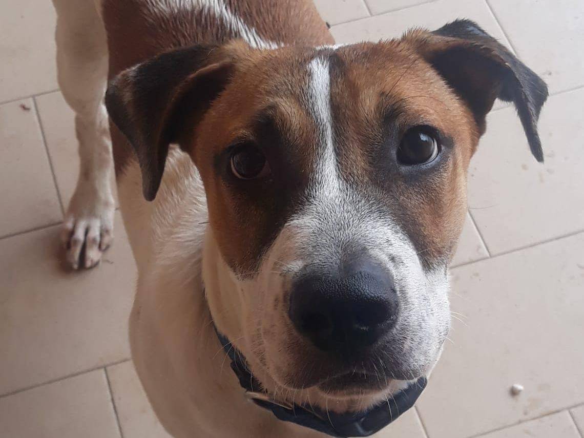 Adotta il cane KEBAB a Modena