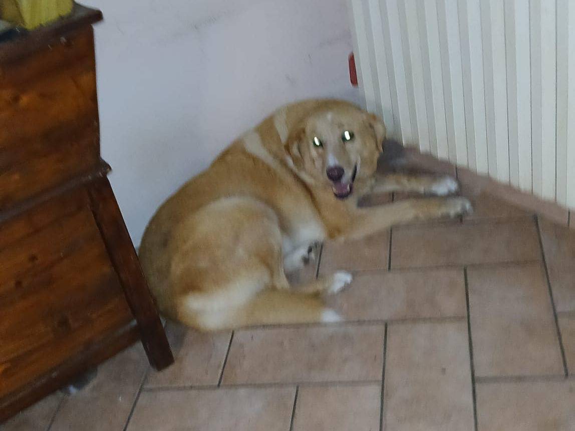 Foto dell'animale