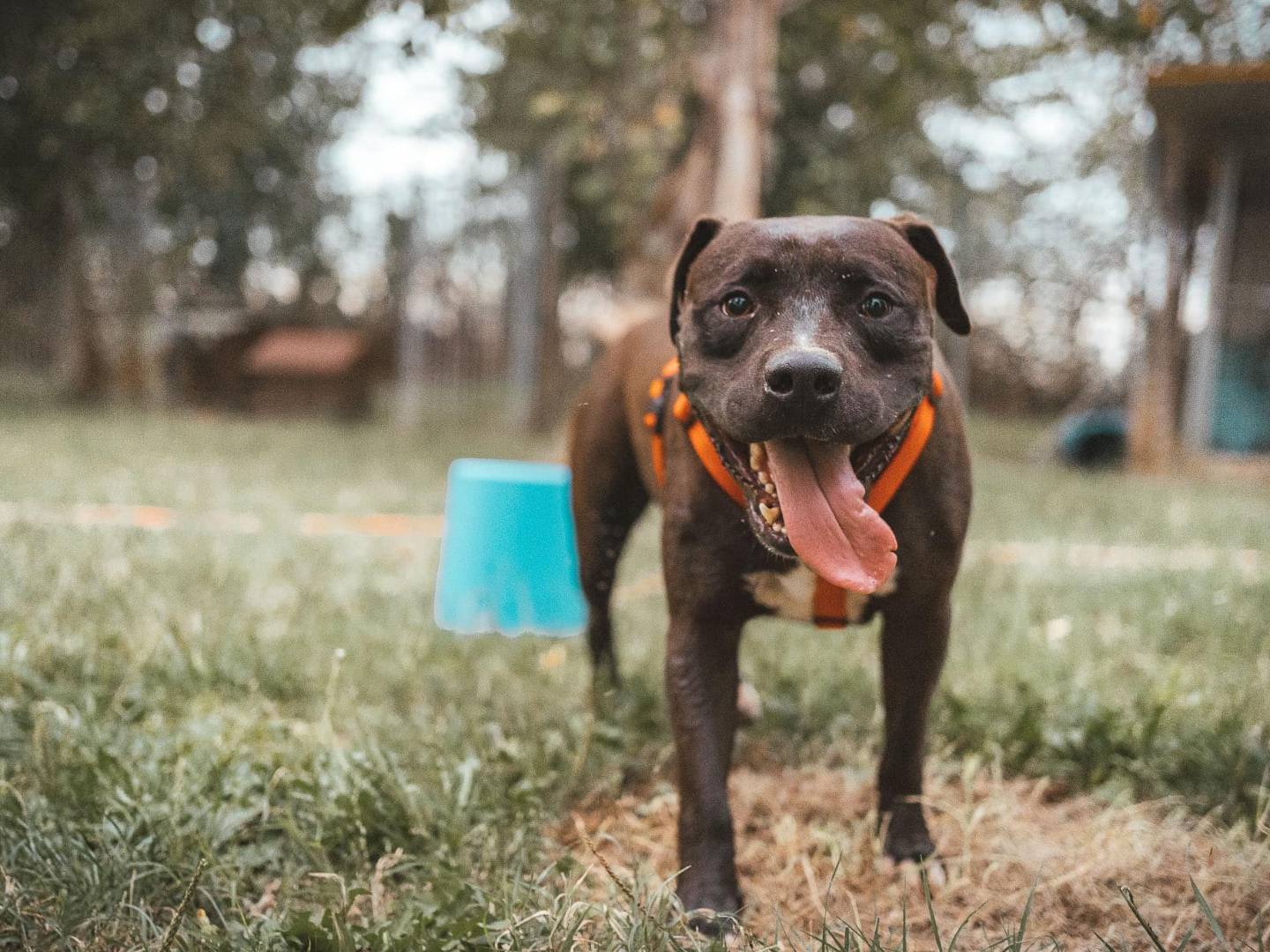 Adotta un cane, taglia media, maschio, Modena