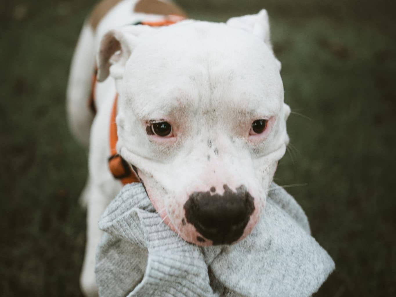 Adotta il cane ROCCO a Modena