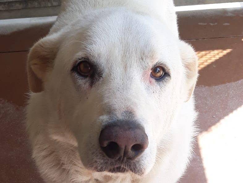 Vuoi adottare un cane a Modena?