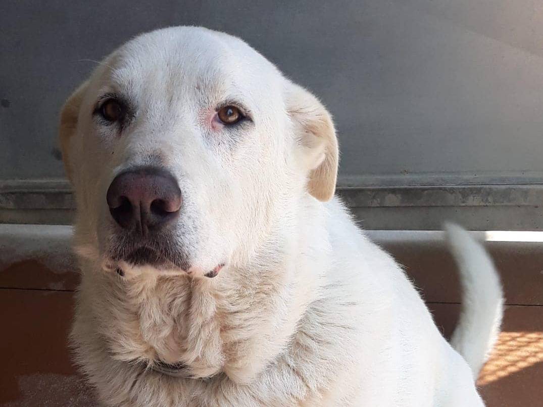 Adotta il cane LEO a Modena
