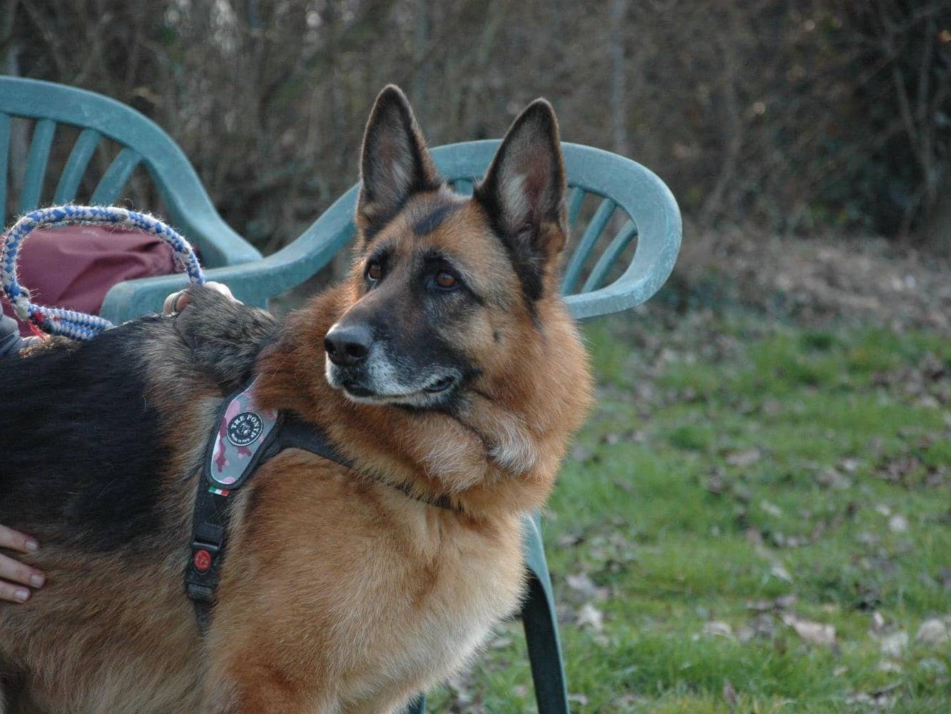 Adotta un cane, taglia media, femmina, Modena