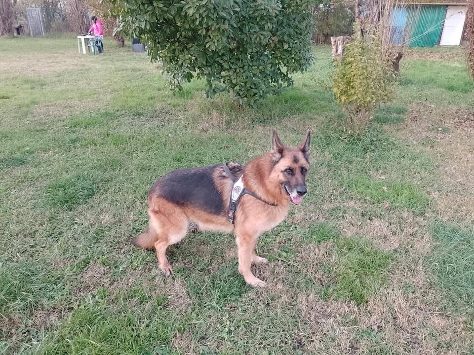 Foto 3 dell'animale