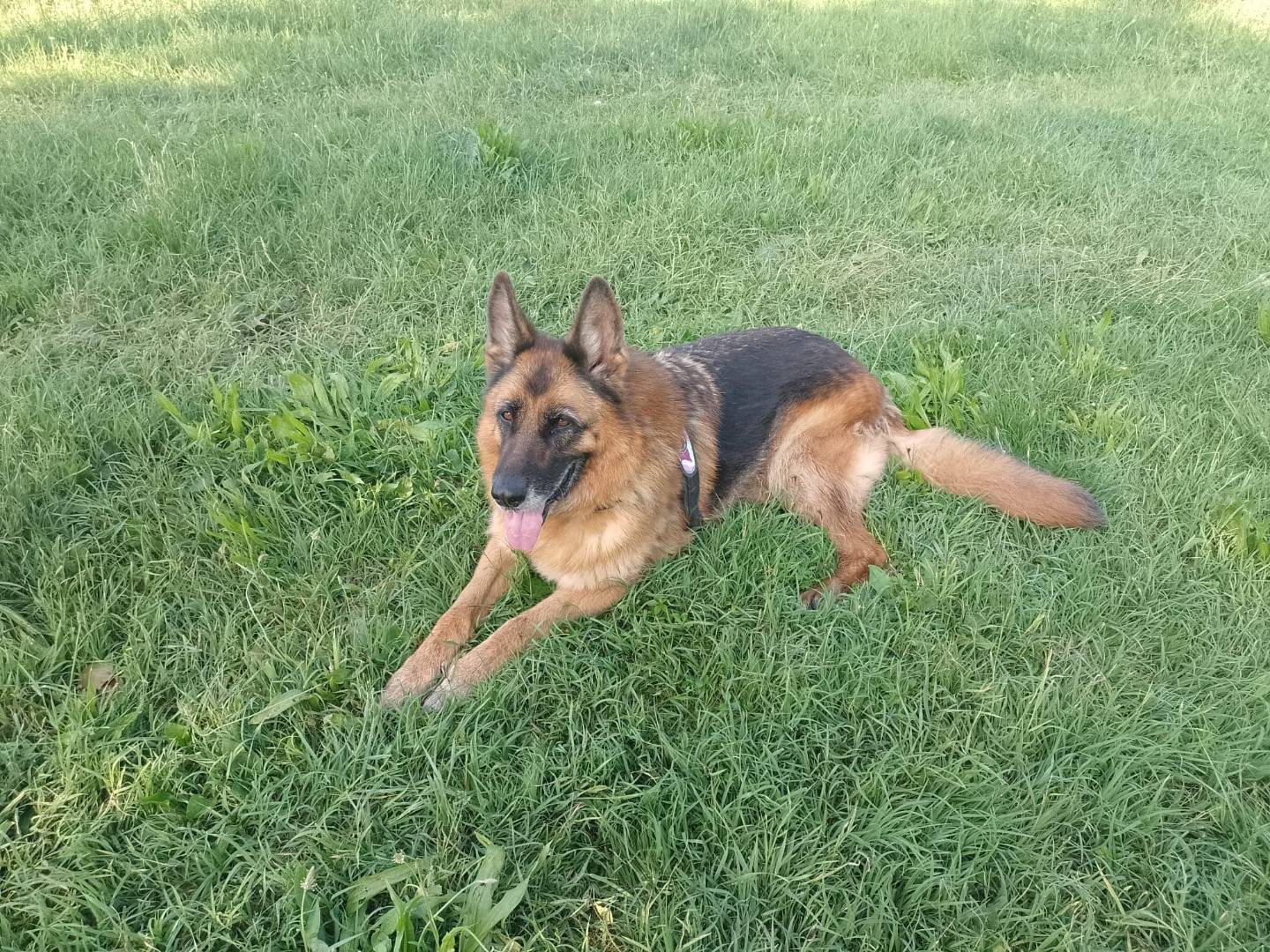 Adotta il cane ZELDA a Modena