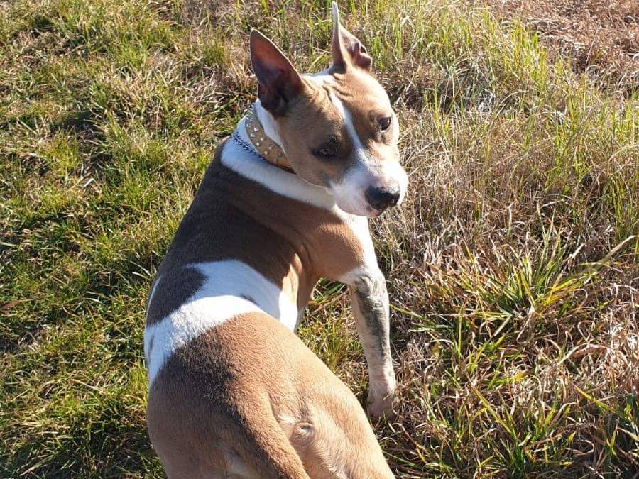 Vuoi adottare un cane a Modena?