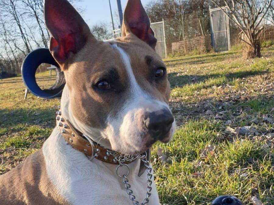 Adotta il cane ZELDA a Modena