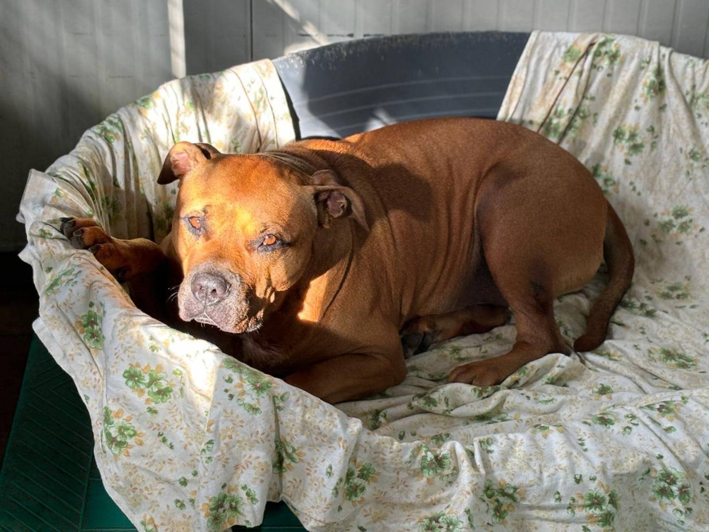 Adotta un cane, taglia grande, maschio, Modena
