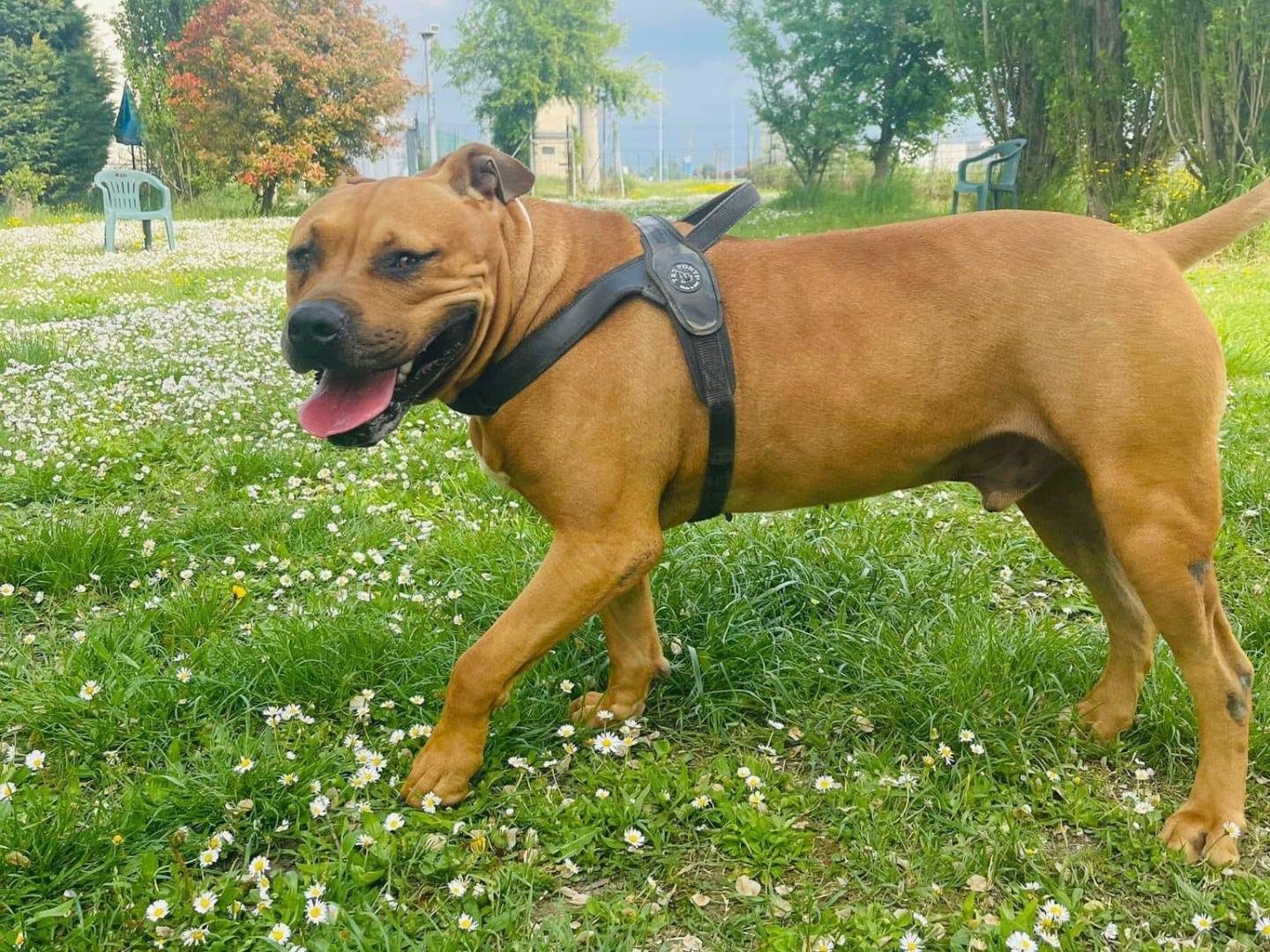 Adotta il cane TYSON a Modena