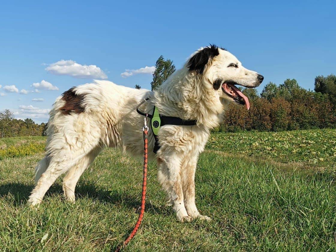Adotta un cane, maschio, 8 anni  e 4 mesi , Modena