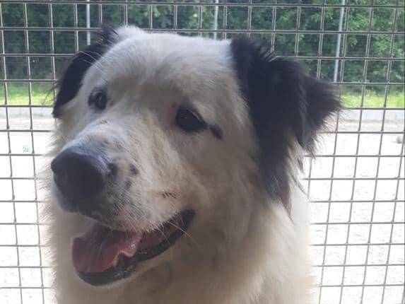 Adotta un cane, taglia media, maschio, Modena