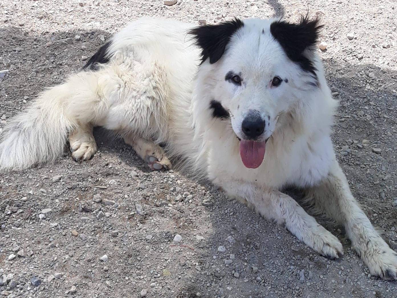 Vuoi adottare un cane a Modena?