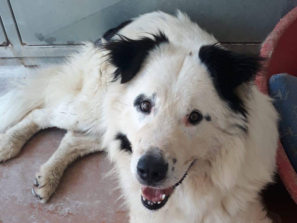 Adotta il cane ORSO a Modena