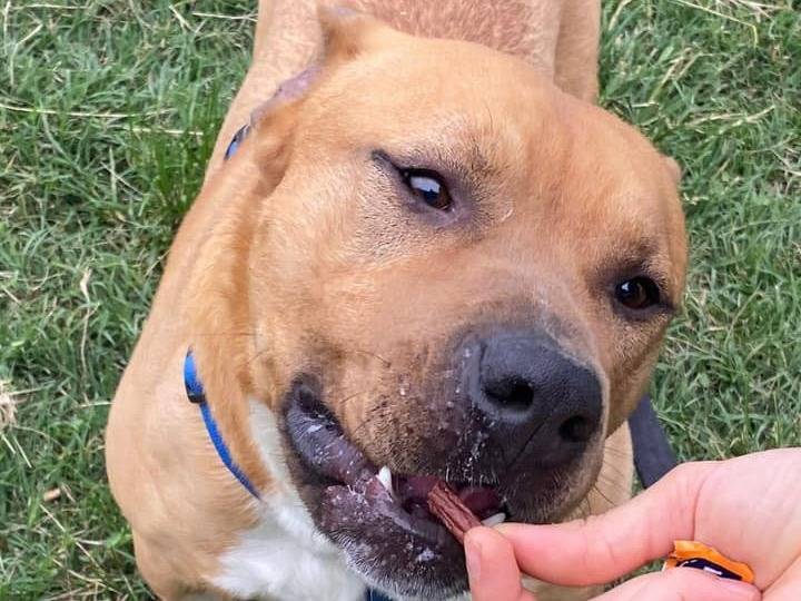 Adotta un cane, maschio, 8 anni  e 4 mesi , Modena